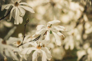 Ülkede bahar bahçesinde çiçek yatağında Manolya Bush