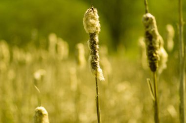 Geçen yılın sazlarını ilkbaharda bataklıkta kurutun