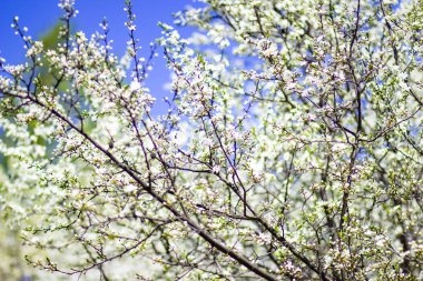 Dikenli çalıların beyaz çiçekleri baharın bahçesinde