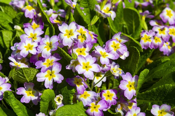 春天花园地块上的紫色草本花 — 图库照片