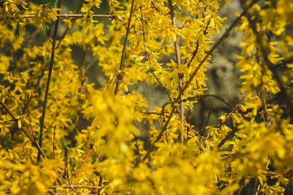 Bush Forsythia Łóżku Wiosennym Ogrodzie Kraju — Zdjęcie stockowe