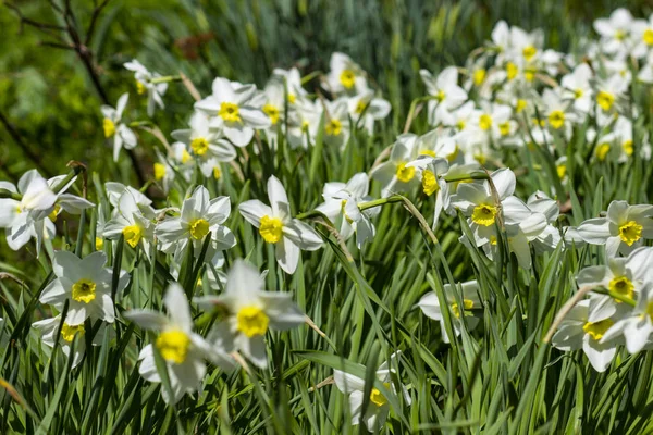 田舎の春庭の花壇に咲く花のナルキッソス — ストック写真