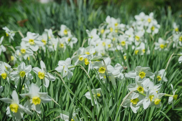 田舎の春庭の花壇に咲く花のナルキッソス — ストック写真