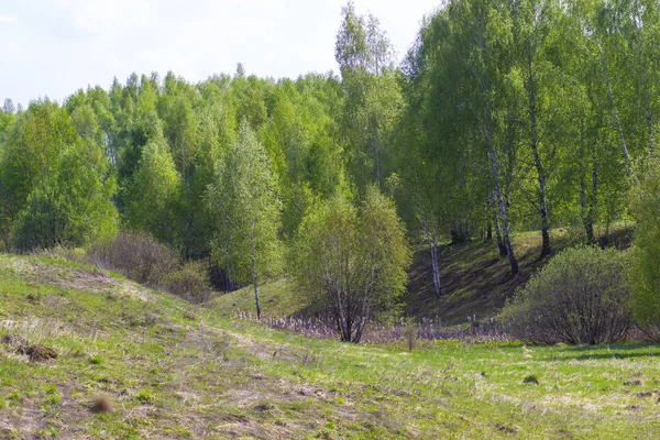 Bahar tarlasında ormanın kenarında yeşil yaprakları olan beyaz huş ağacı.