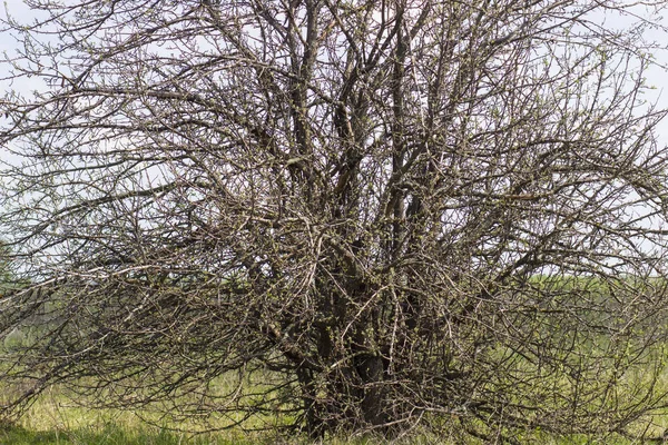 Einsam Trockener Verzweigter Alter Baum Auf Dem Feld Frühling — Stockfoto