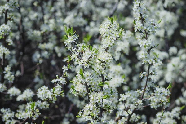 White flowers of the thorn Bush on the plot in the spring garden