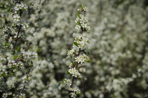 Weiße Blüten Des Dornenstrauches Auf Dem Grundstück Frühlingsgarten — Stockfoto
