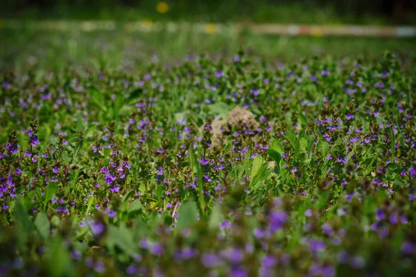 Culottes Fleurs Violettes Sur Parcelle Dans Jardin Printemps — Photo