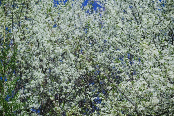 Vita Blommor Taggen Bush Tomten Vårträdgården — Stockfoto