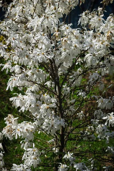 White flowers of the thorn Bush on the plot in the spring garden