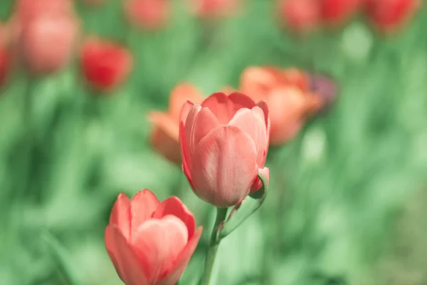 Fiori Rossi Tulipani Una Aiuola Giardino Campagna Primavera — Foto Stock
