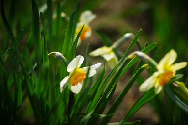 Квіткова Нарциса Квітнику Весняному Саду Дачі — стокове фото