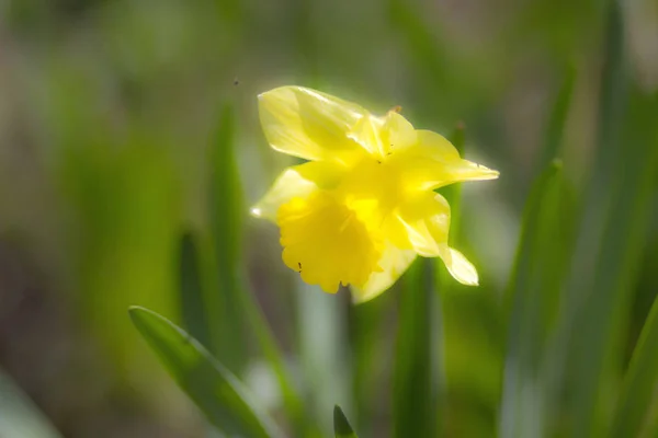 Kwiat Narcyz Kwiat Łóżko Wiosennym Ogrodzie Kraju — Zdjęcie stockowe