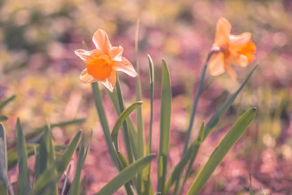 Квіткова Нарциса Квітнику Весняному Саду Дачі — стокове фото