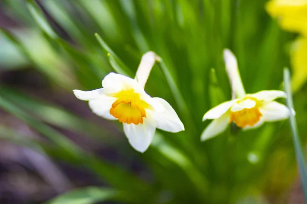 田舎の春庭の花壇に咲く花のナルキッソス — ストック写真