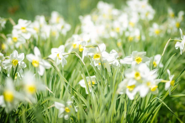 田舎の春庭の花壇に咲く花のナルキッソス — ストック写真