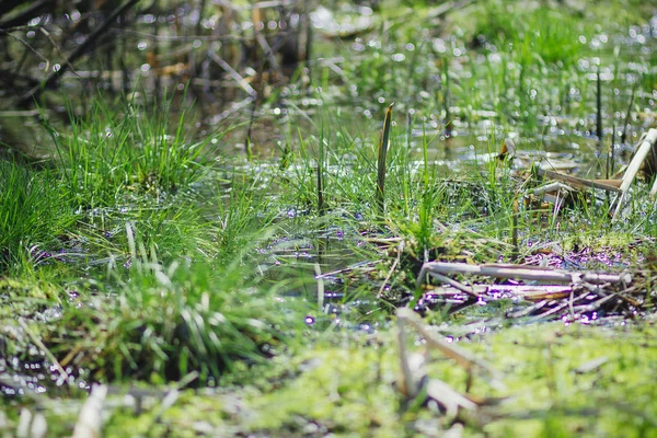 Wysuszyć Ubiegłorocznej Stroiki Bagnie Wiosną — Zdjęcie stockowe