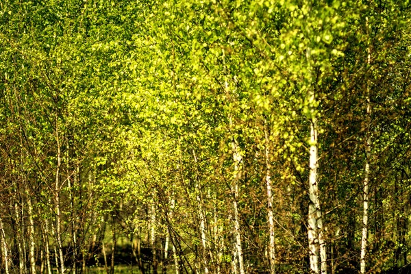 Weiße Birke Mit Grünen Blättern Waldrand Frühlingsfeld — Stockfoto