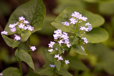 White beautiful daisies in the spring field in the Park