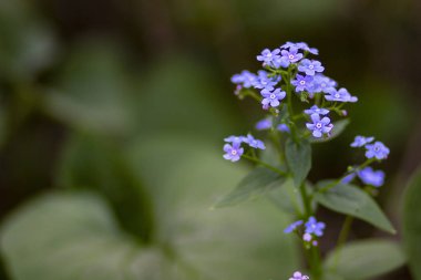 Park'taki bahar tarlasında mavi güzel unut-me-nots