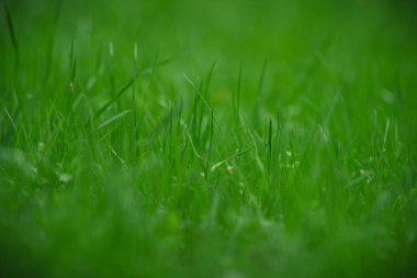 Rusya'da bir alanda bir bahar çayır üzerinde Yeşil taze çim