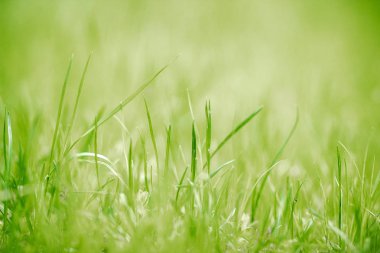 Rusya'da bir alanda bir bahar çayır üzerinde Yeşil taze çim