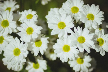 White beautiful daisies in the spring field in the Park