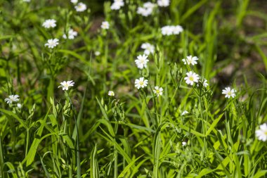 White beautiful daisies in the spring field in the Park