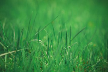 Rusya'da bir alanda bir bahar çayır üzerinde Yeşil taze çim