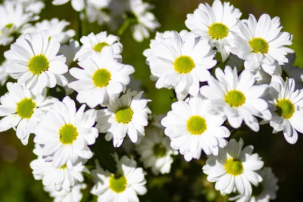 White Beautiful Daisies Spring Field Park — 스톡 사진