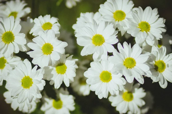 White Beautiful Daisies Spring Field Park — 스톡 사진