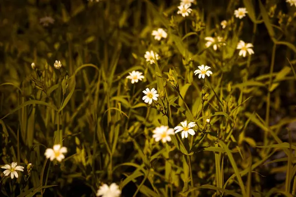 Weiße Schöne Gänseblümchen Auf Dem Frühlingsfeld Park — Stockfoto