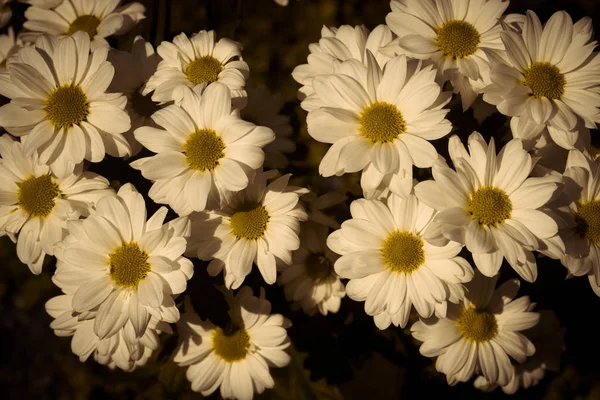 White Beautiful Daisies Spring Field Park — 스톡 사진