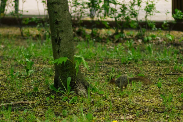 Nyúl Drót Fehérje Sokolniki Parkban Moszkvában Oroszországban — Stock Fotó