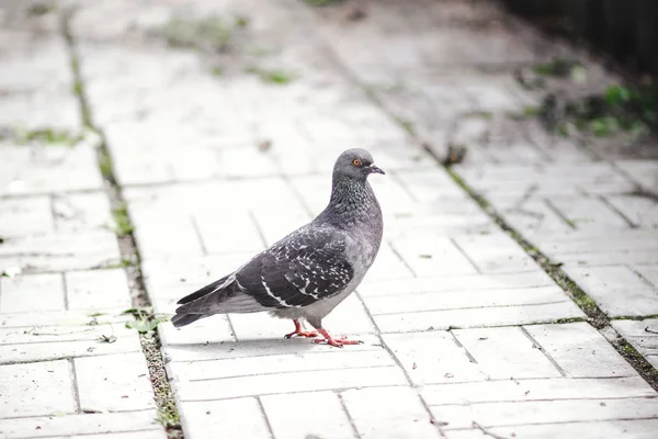 Rusya'da Moskova'da Sokolniki Park'ta bir gölet üzerinde güvercinler ve ördekler