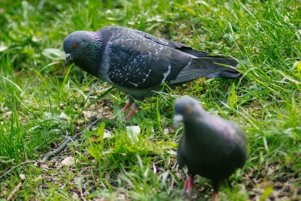 Pigeons Canards Sur Étang Dans Parc Sokolniki Moscou Russie — Photo