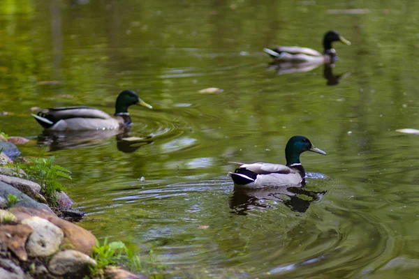 ロシアのモスクワのソコルニキ公園の池のハトとアヒル — ストック写真