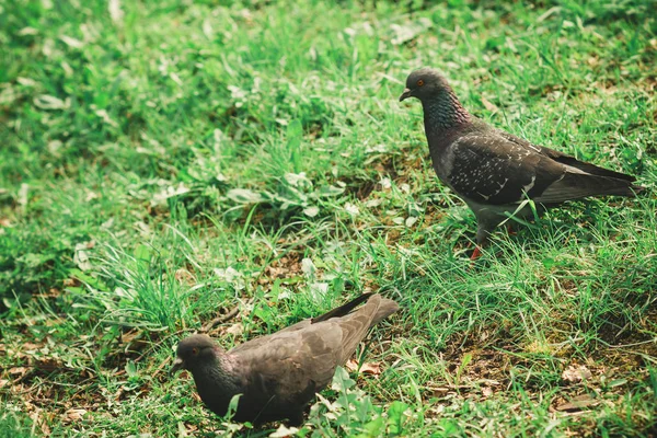 Rusya Moskova Sokolniki Park Bir Gölet Üzerinde Güvercinler Ördekler — Stok fotoğraf