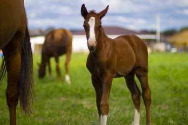 İlkbahar çayırında tarlada küçük kırmızı tay ve anne at
