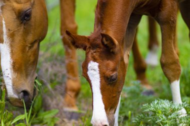 Bahar otlasında tarlada küçük kırmızı tay