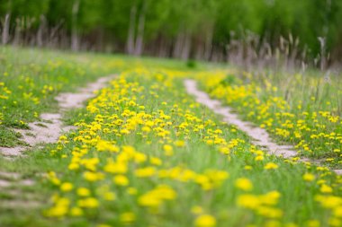 Rusya 'daki ormanın yakınındaki ilkbaharın sonlarında sarı karahindiba tarlası
