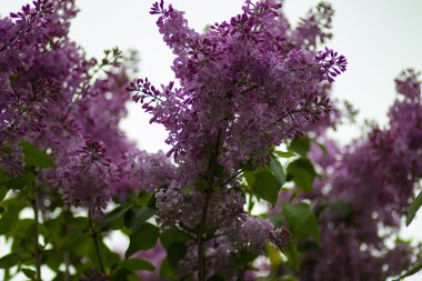 Rusya'da bahar bahçesinde leylak çiçek Dalları