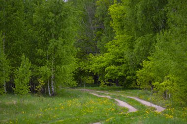 Rusya'da bahar huş ormanında orman kir yol