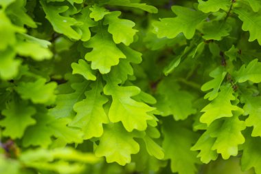 Bahar ormanında bir ağaç üzerinde yeşil genç taze meşe yaprakları