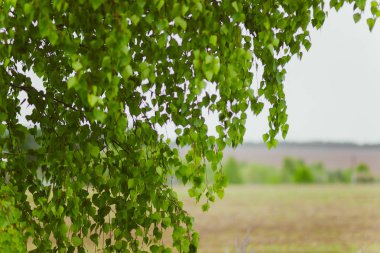 Yeşil genç taze huş bahar ormanda bir ağaç üzerinde yaprakları