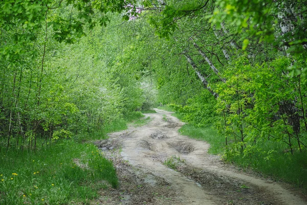 Chemin Terre Forestière Dans Forêt Bouleau Printemps Russie — Photo