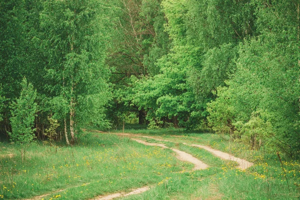 Camino Tierra Forestal Bosque Abedules Primavera Rusia — Foto de Stock