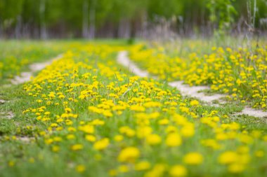 Rusya 'daki ormanın yakınındaki ilkbaharın sonlarında sarı karahindiba tarlası