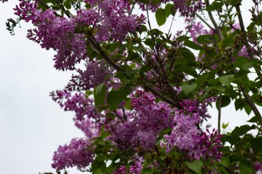Rusya'da bahar bahçesinde leylak çiçek Dalları