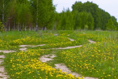 Rusya'da bahar huş ormanında orman kir yol